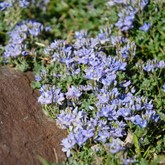 Thyme-leaf Veronica